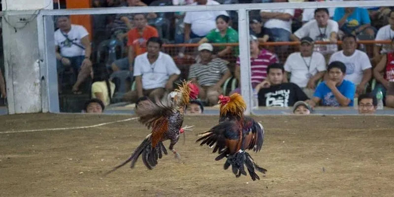 Các tay sư kê không nên bỏ lỡ món quà hiếm tại đá gà 188BET - Đá gà Thomo